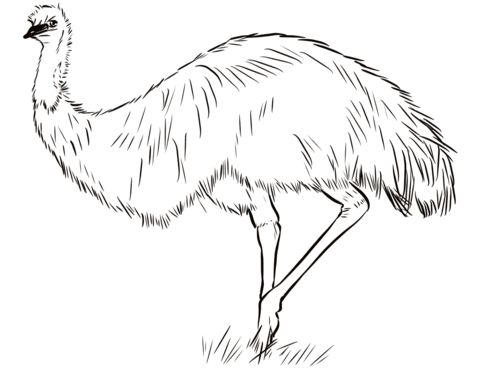 Australian Emu  Coloring Page